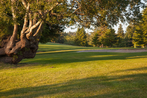 Golf_Course_3549